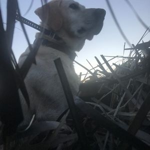 Meet your Posher, Terry